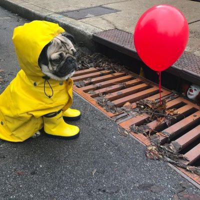 Cachorro na chuva: pode ou não pode? Entenda tudo!